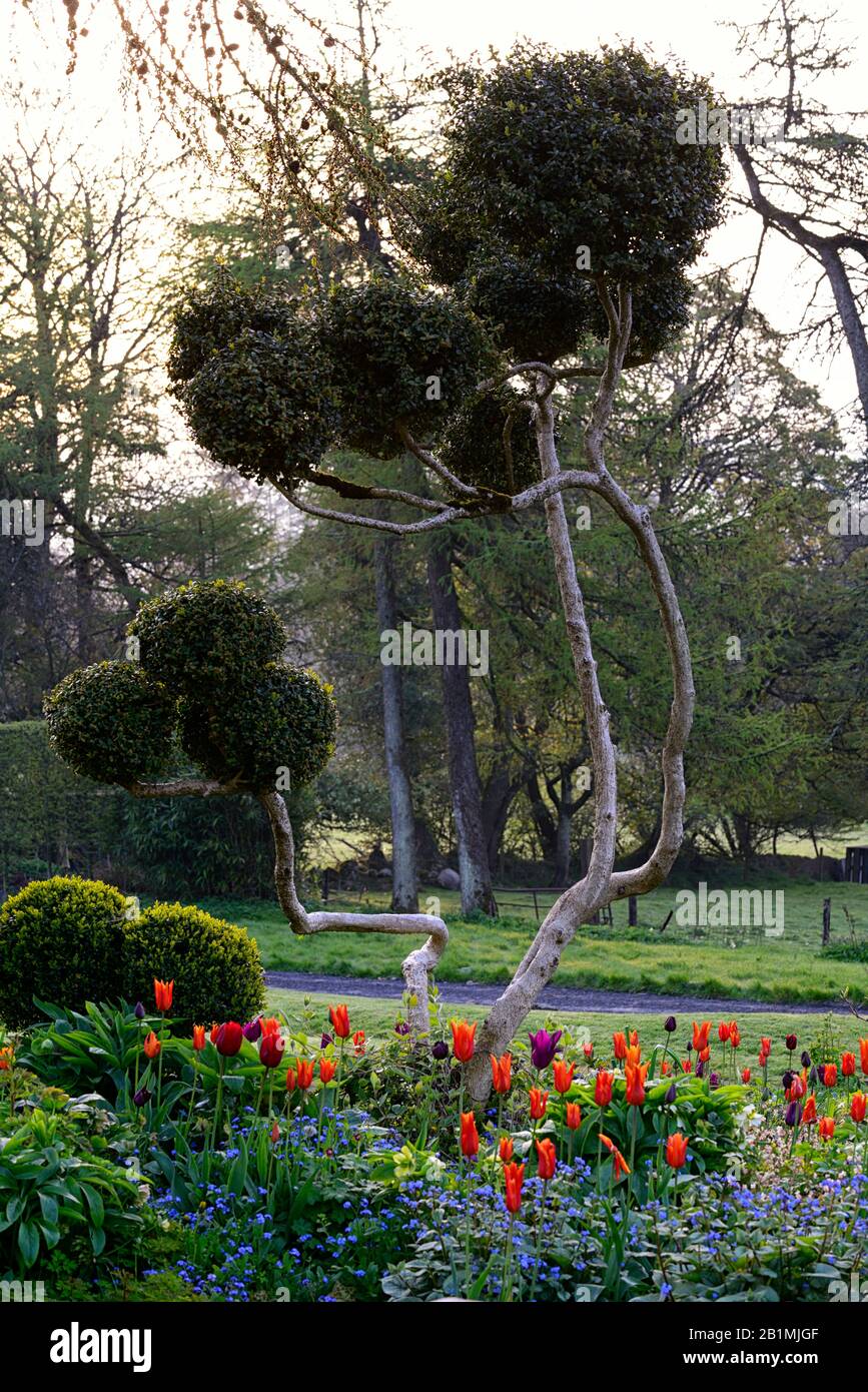 Giardino, giardini, tulipano, tulipani, topiary, stile nuvola, giapponese, stile, all'alba, RM Floral Foto Stock
