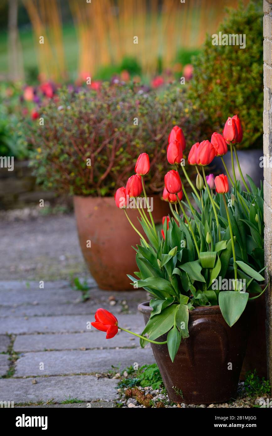 Tulipano ciliegia delizia, tulipa ciliegina delizia, tulipano fiori, rosso, pentola, contenitore, mostra, giardino, giardini, giardinaggio, RM Floral Foto Stock