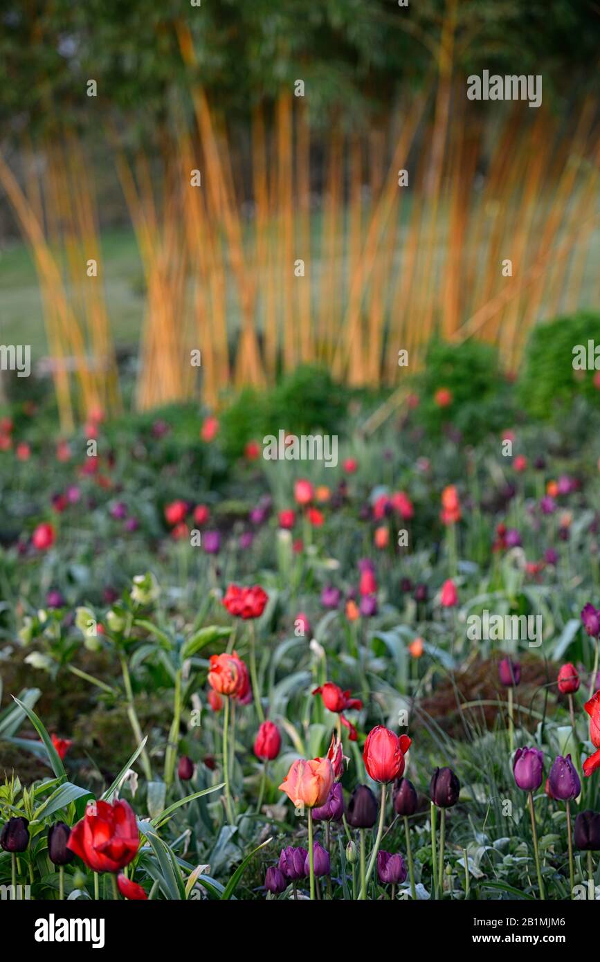 Esposizione di tulipani,tulipa,Tulip merlot,tulipa continental,tulipa negrita,tulipa nero eroe,tulipa ciliegia delizia,giardini, Foto Stock