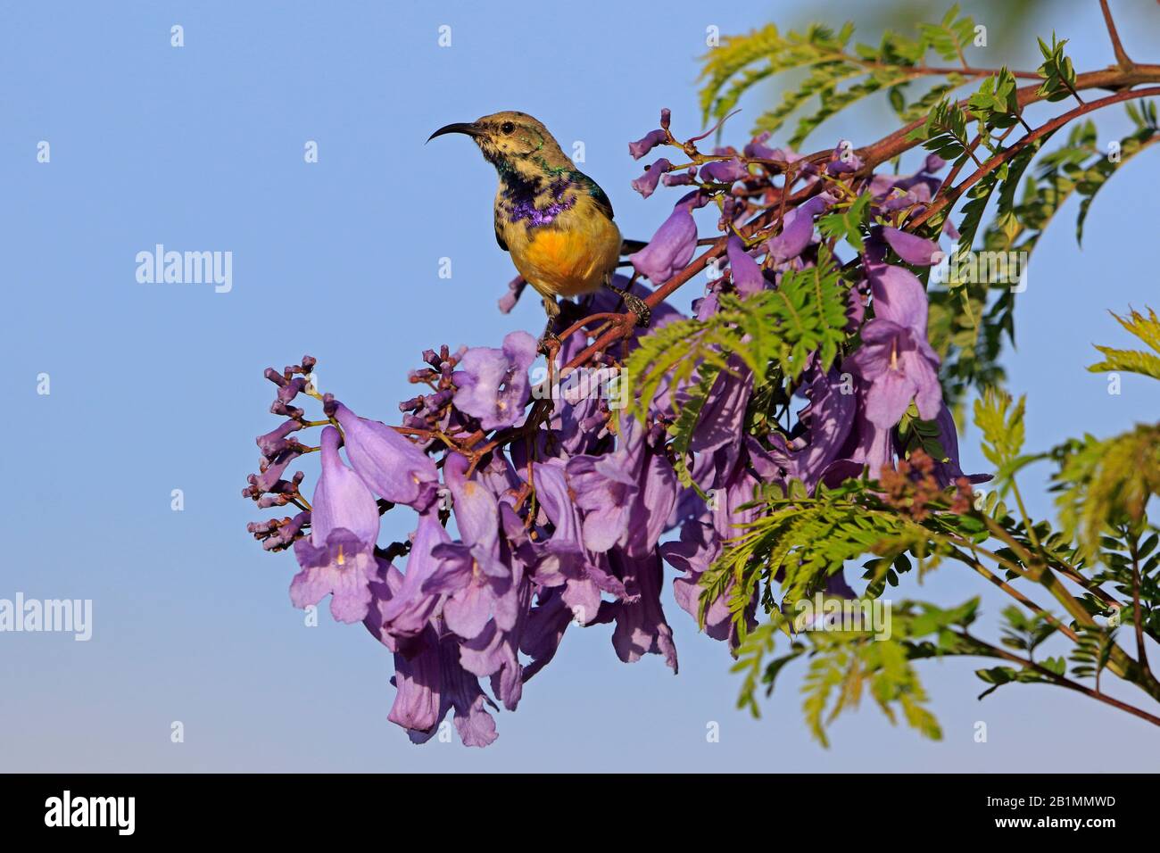 Sunbird maschio variabile in un albero di Jacaranda in Etiopia Foto Stock