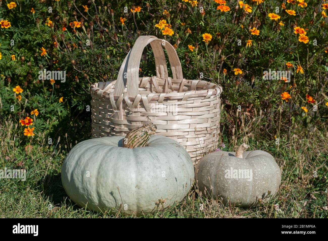 Cesto rustico in vimini e zucca grigia blu su sfondo verde erba giardino fiorito Foto Stock