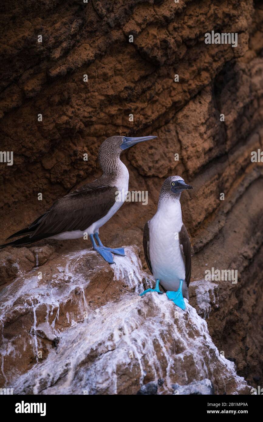 Stivali dai piedi blu (Sula nebouxii) Arroccato su una roccia nelle Isole Galápagos dell'Ecuador Foto Stock