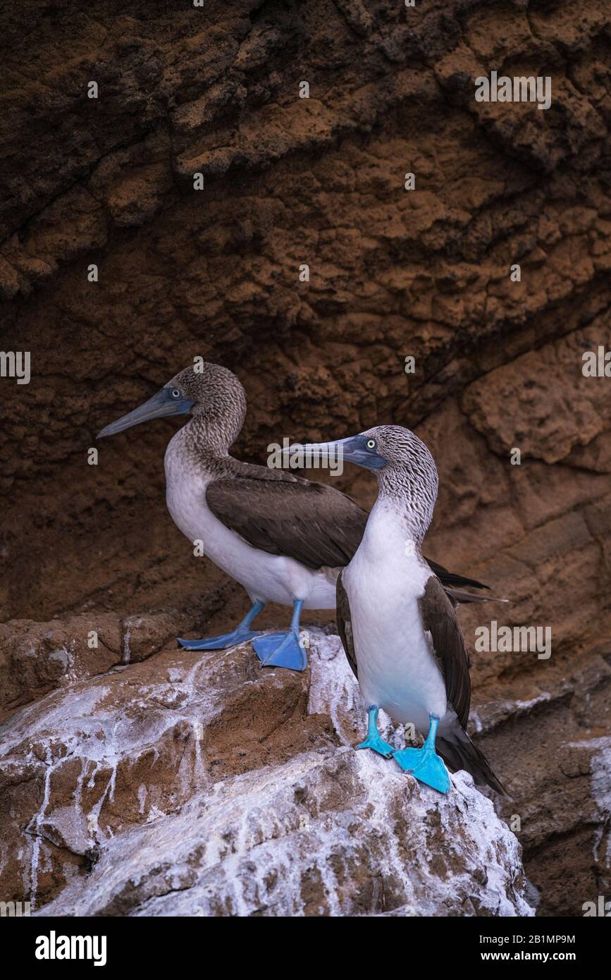 Stivali dai piedi blu (Sula nebouxii) Arroccato su una roccia nelle Isole Galápagos dell'Ecuador Foto Stock