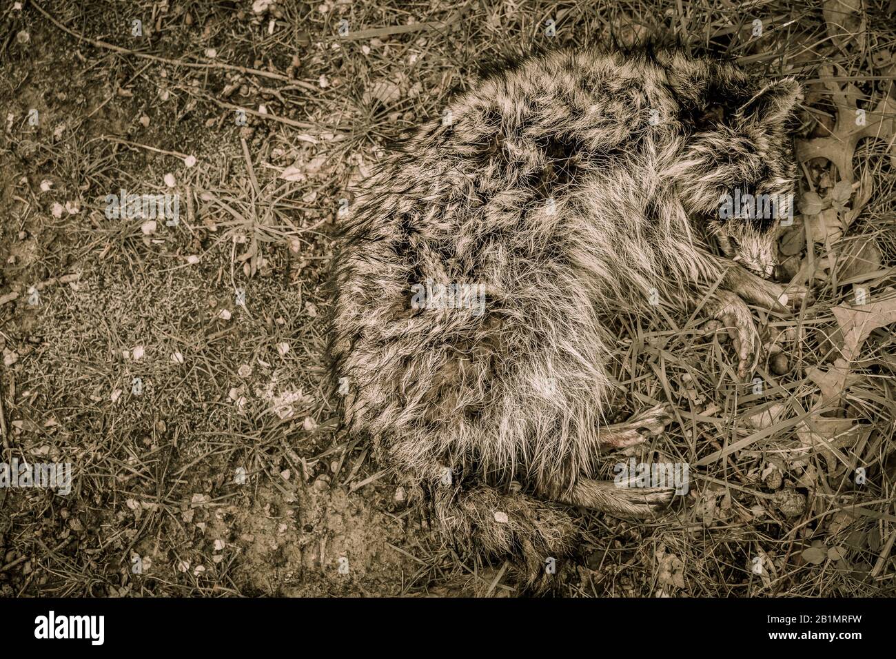 Guardando giù su un procione morto mentre stavo camminando attraverso i boschi. Foto Stock