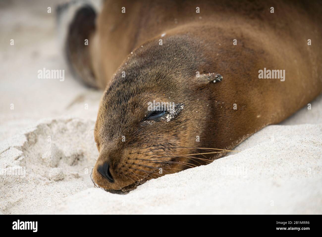 Galapagos foca chilling sulla spiaggia in Ecuador Foto Stock