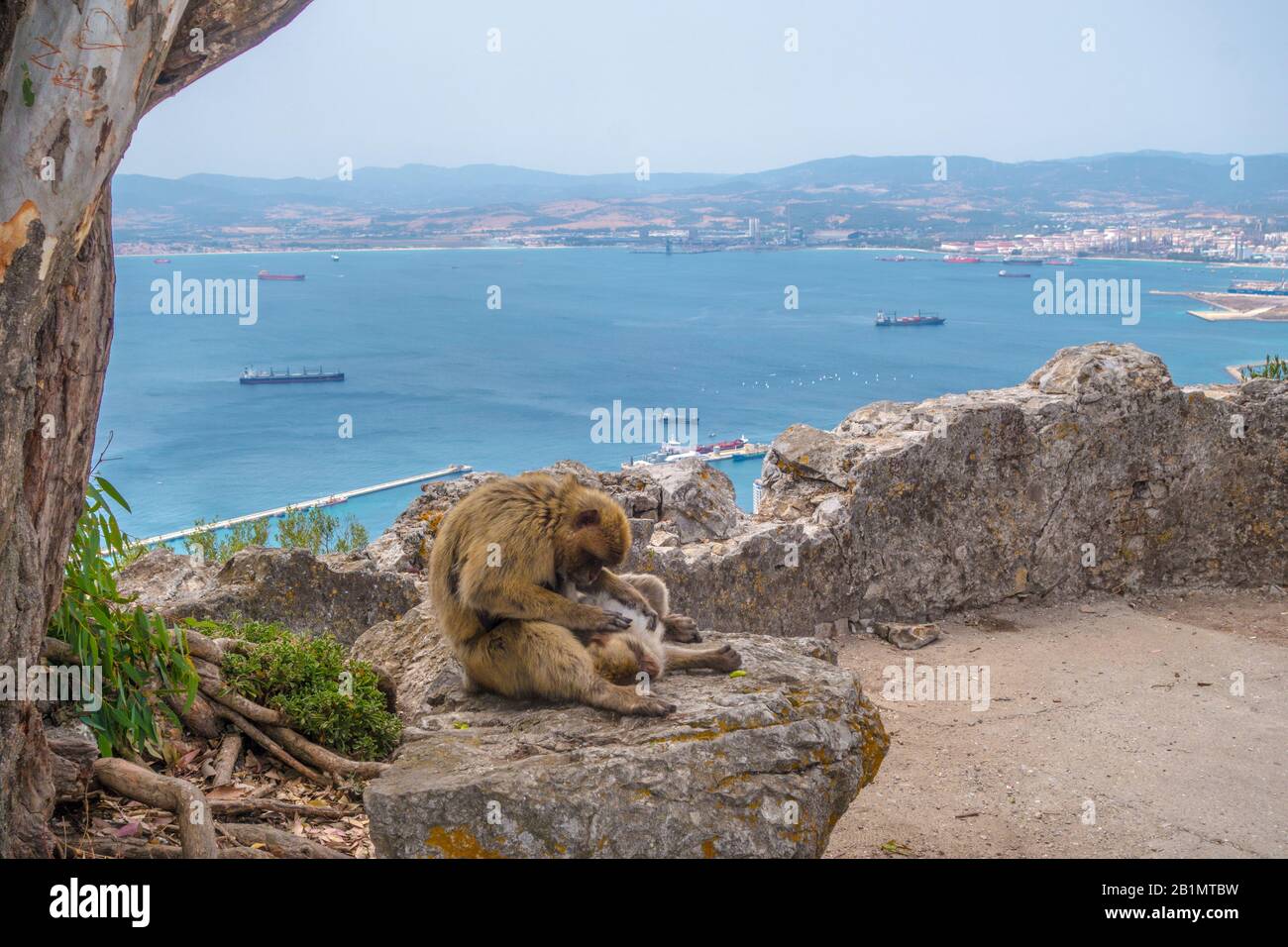 Scimmia gemendo un'altra scimmia a Gibilterra con il mare sullo sfondo. Foto di scorta gratuita. Foto Stock