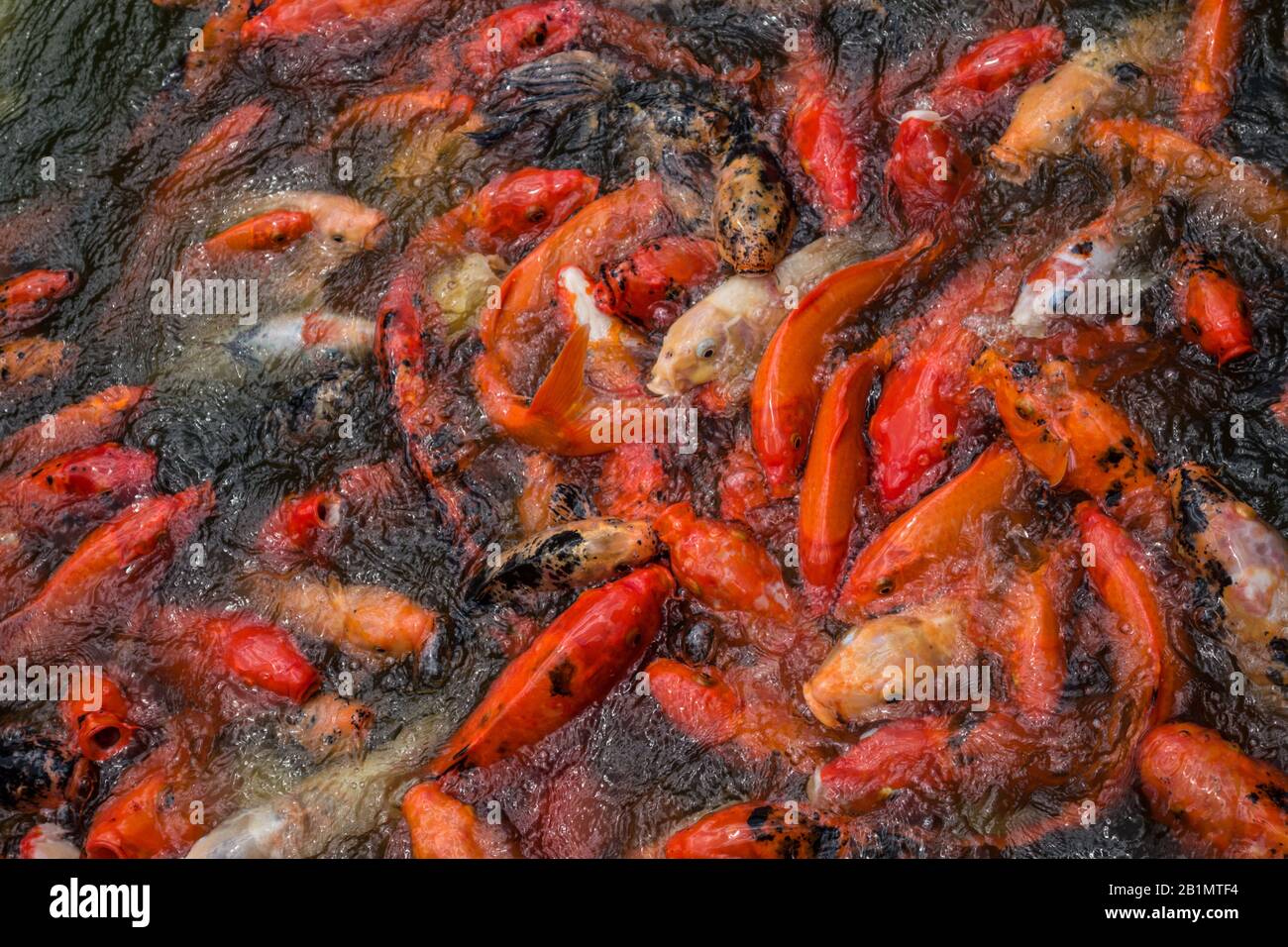 La piscina affollata è piena di carpe koi rosse e bianche che aspettano di essere nutrite. Foto di scorta gratuita. Foto Stock