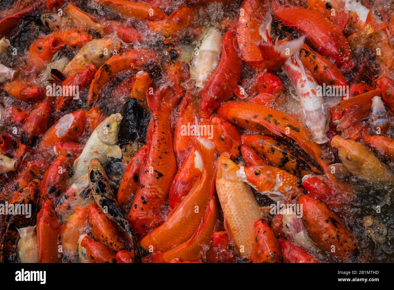 Piscina piena di rosso, nero e bianco koi carp lotta per il cibo. Foto di scorta gratuita. Foto Stock