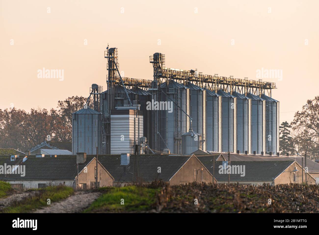 Installazione agricola di sili di argento usati per asciugare semi e mais. L'elevatore della granella utilizzato per lo stoccaggio illuminato dal sole caldo. Foto Stock