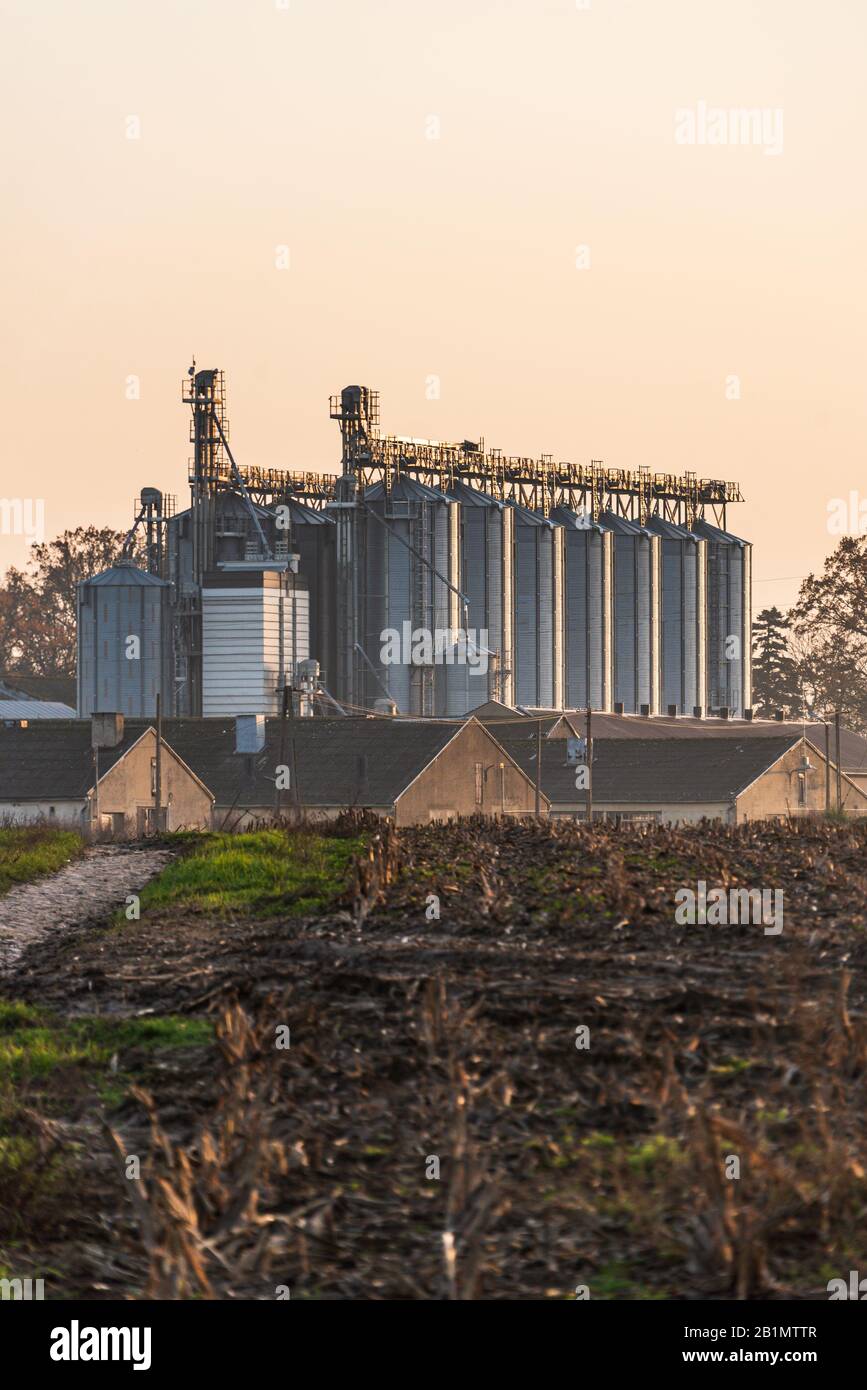 Installazione agricola di sili di argento usati per asciugare semi e mais. L'elevatore della granella utilizzato per lo stoccaggio illuminato dal sole caldo. Foto Stock