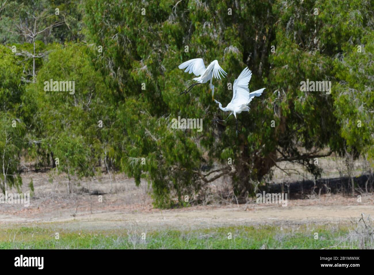 Due grandi garzette sono in lotta aerea contro il dominio e l'alimentazione del territorio su una laguna di acqua dolce nel Queensland del Nord, Australia. Foto Stock