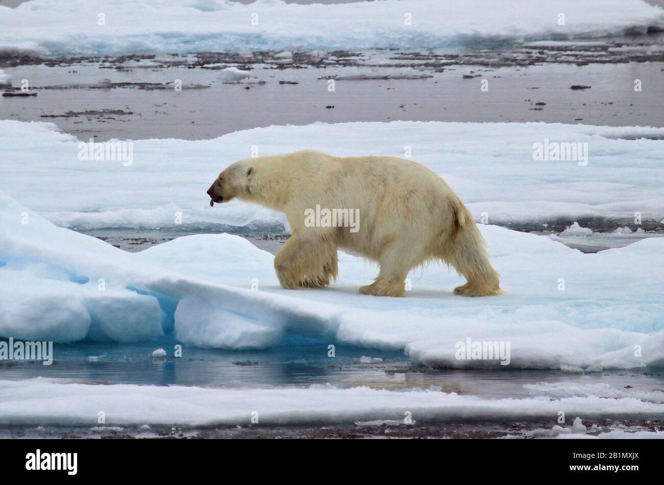 Orso polare su ghiaccio Foto Stock