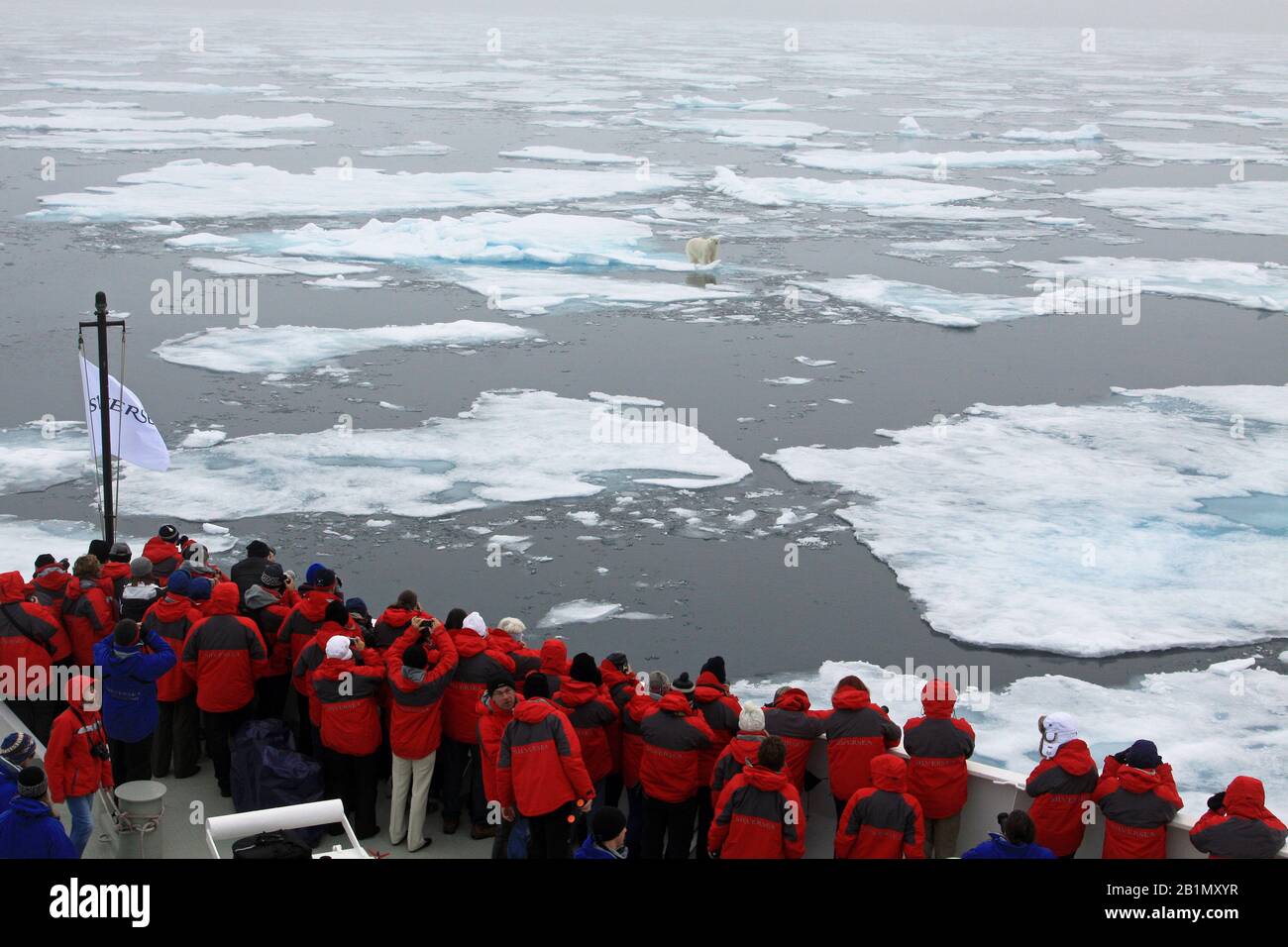 Orso polare su ghiaccio Foto Stock