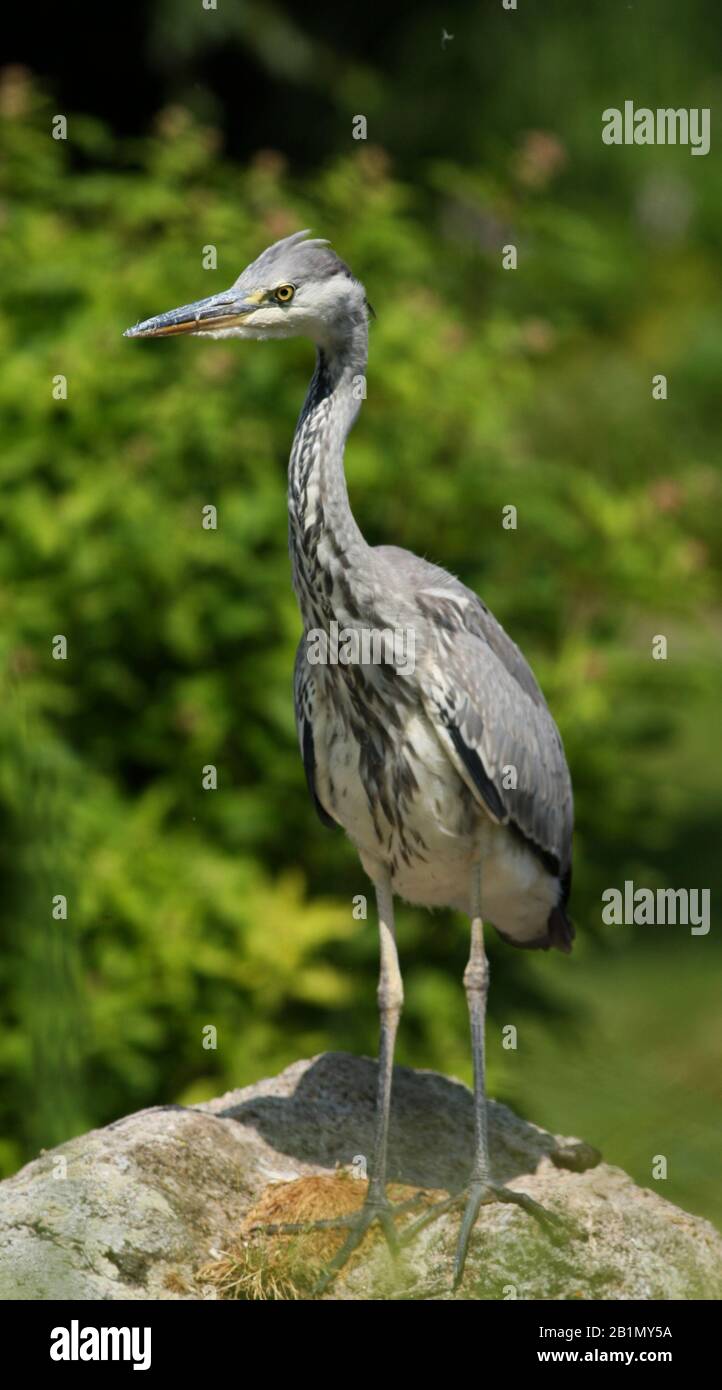 Airone grigio nel parco, alla ricerca di preda. Foto Stock