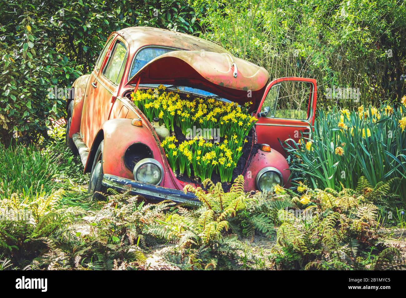 Lisse, Paesi Bassi - 6 maggio 2018: Fiori gialli di Daffodil o Narcissus Jonquilla all'interno di una vecchia auto d'epoca abbandonata nel parco Keukenhof. Foto Stock