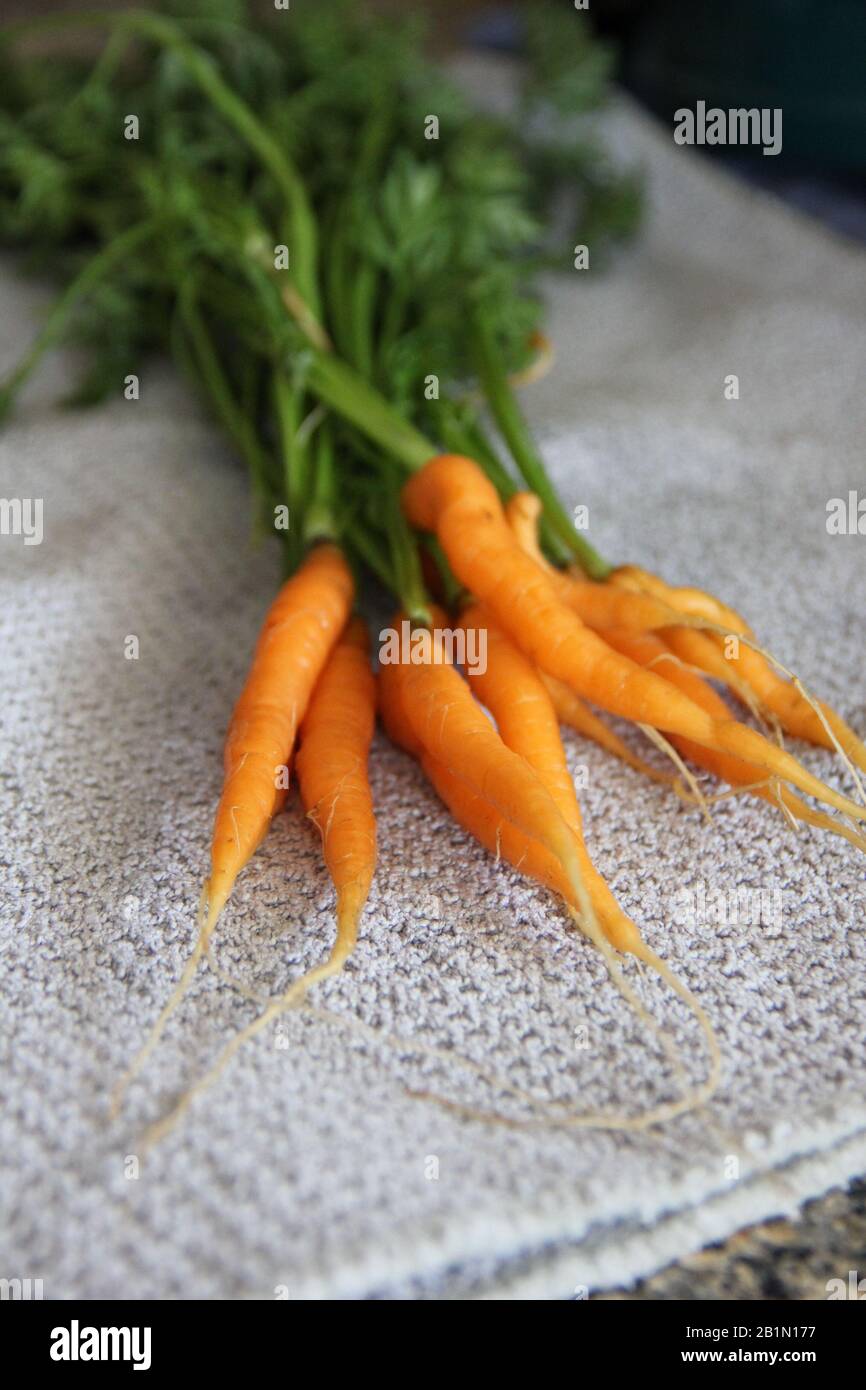 Un piccolo mazzo di carote arancioni appena lavate che si stagliano su un asciugamano da piatto. Foto Stock