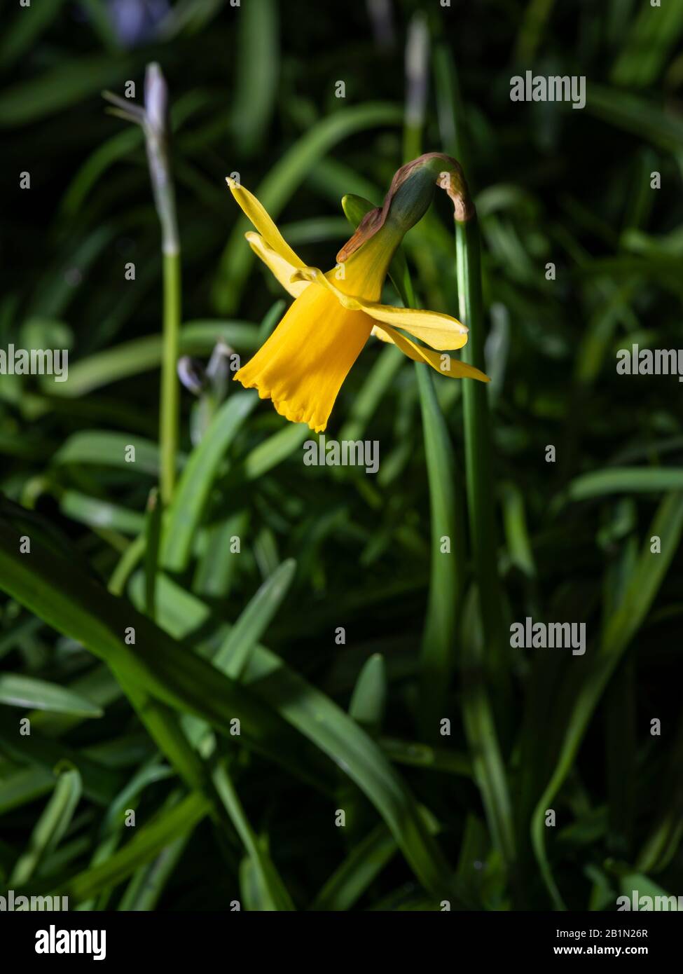 Primo piano di una singola nana nana (Tete-a-tete) su sfondo scuro. Foto Stock