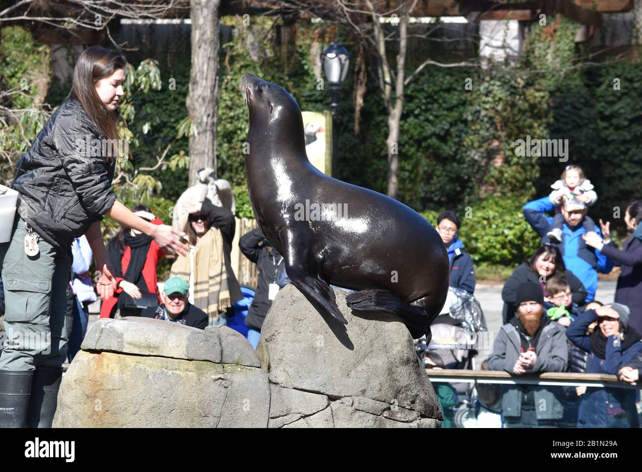 Leone marino, parco centrale xoo Foto Stock