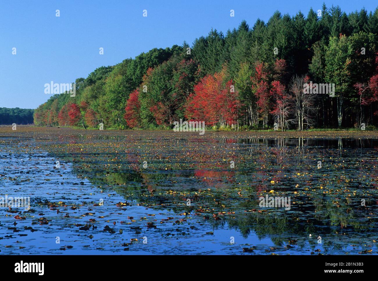 Pine Acres Lake, James L Goodwin State Forest, Connecticut Foto Stock