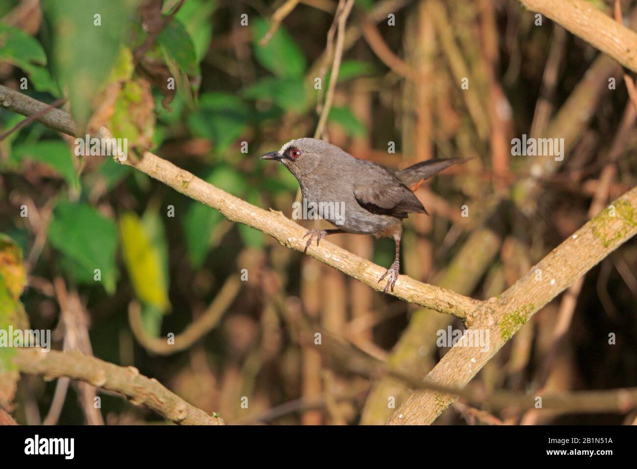 Abyssinian Catbird nelle montagne di Bale Etiopia Foto Stock