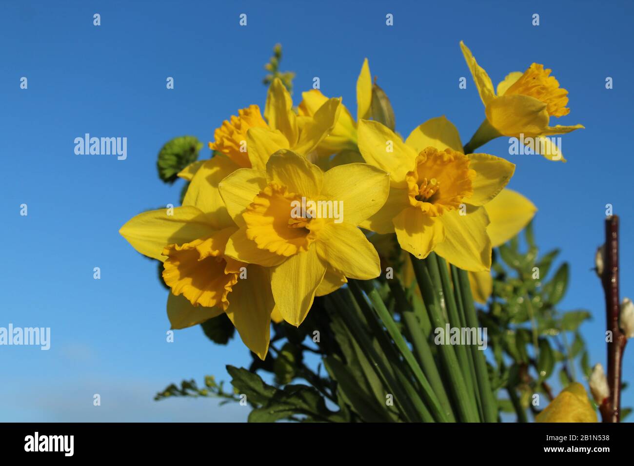 Mazzo di Daffodils sullo sfondo del cielo blu Foto Stock