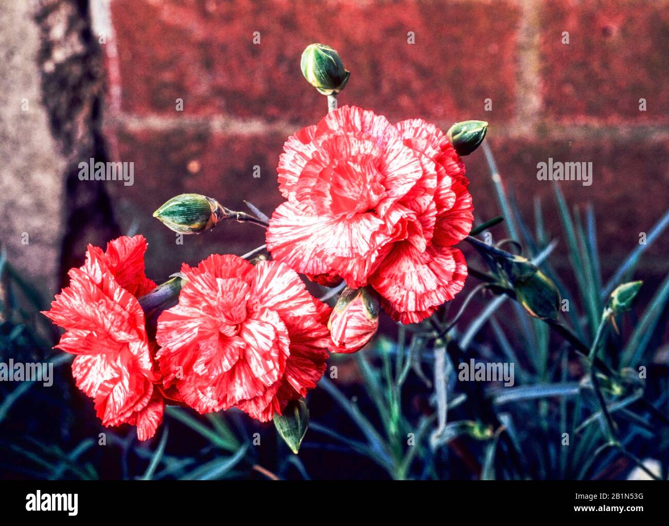 Dianthus Haytor Rock con Scarlet e fiori rosa pallido con boccioli sullo sfondo delle foglie. Un perenne sempreverde, che è completamente hardy Foto Stock