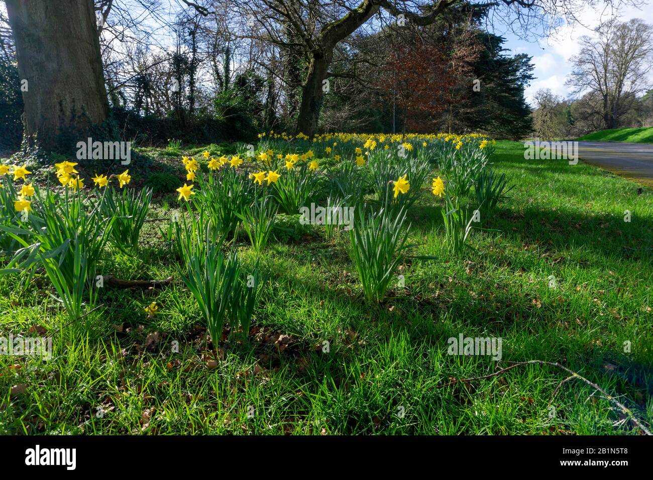 I narcisi, in piena fioritura in un ambiente boschivo, a Dublino, in Irlanda. Foto Stock