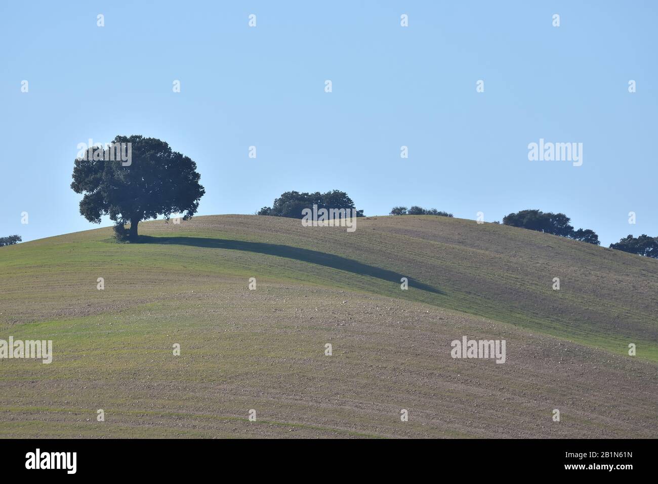 Paesaggio di campagna andalusa con colori diversi e una quercia solitaria sulla cima di una collina Foto Stock