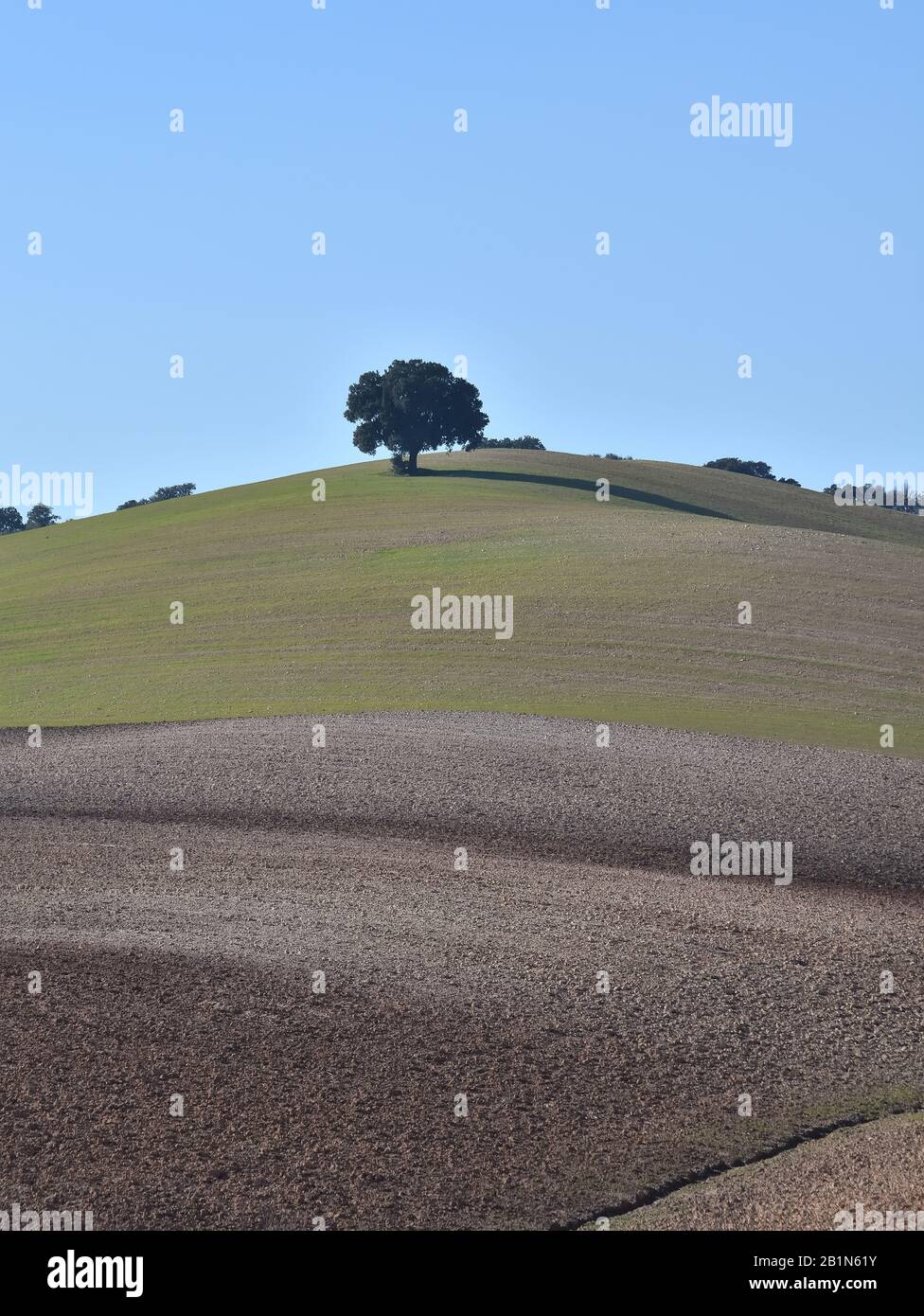 Paesaggio di campagna andalusa con colori diversi e una quercia solitaria sulla cima di una collina Foto Stock
