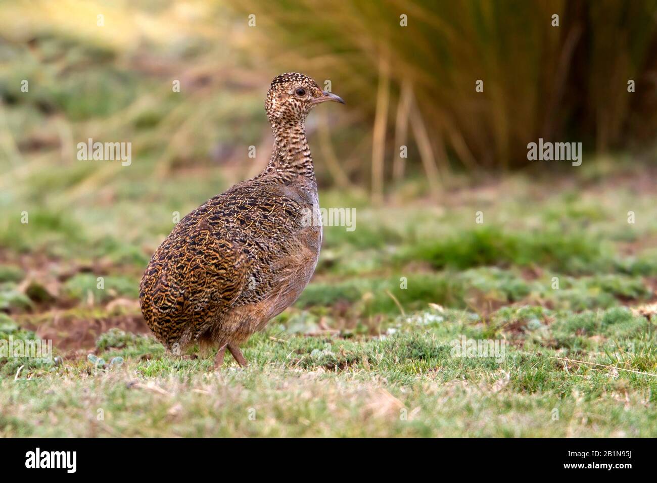 Tinamou ornato (Nothoprocta ornata), comunemente trovato nella prateria di alta altitudine e shrubland secco in regioni subtropicali e tropicali del Sud America centrale occidentale, Sud America Foto Stock