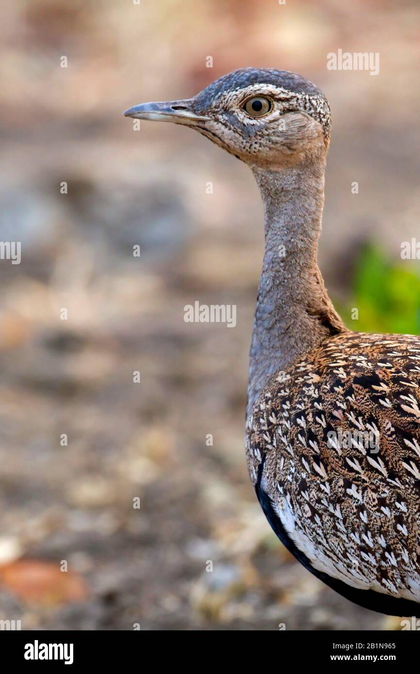 Crested bustard, red-crested korhaan (Eupodotis ruficrista, Lophotis ruficrista), ritratto, Africa Foto Stock