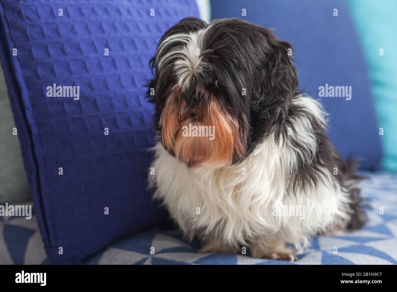 Un cane divertente ​​is seduto a casa sul divano e offeso, bashfully guarda al lato. Shih tzu razze. PET. La Solitudine. Foto Stock