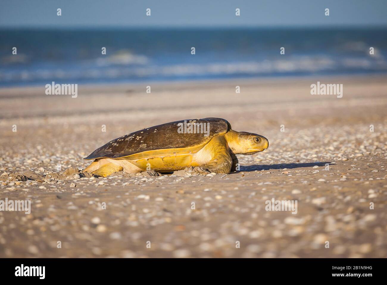Tartaruga flatback mare, tartaruga flatback, tartaruga verde australiana (Natator depresssus, Chelonia depressa), a 80 Miglia Spiaggia, Australia Foto Stock