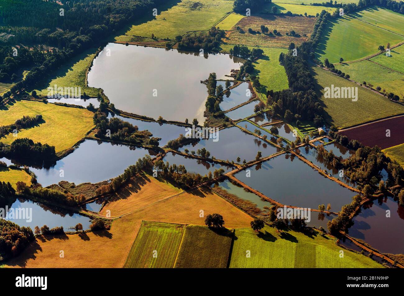 Veduta aerea di laghetti, Germania, Schleswig-Holstein, Mitte Geest Foto Stock