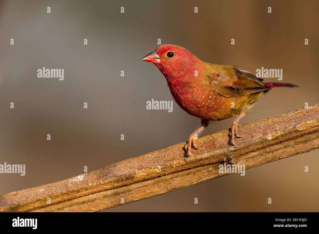 Il finch rosso-fatted del fuoco (Lagonosticta senegala), seduto su un ramo, Africa Foto Stock