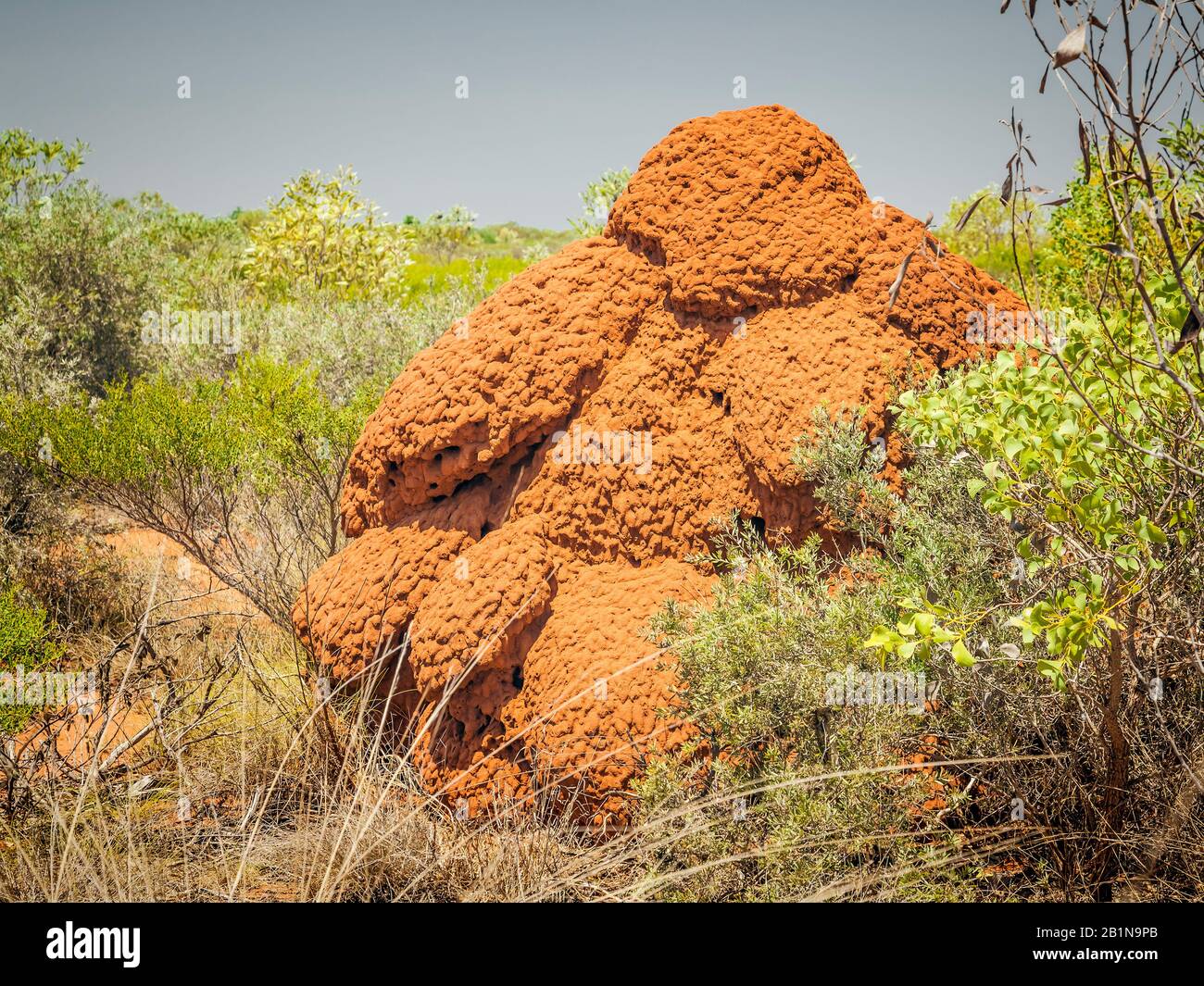 Termite (Isoptera), collina termita gigante in Australia, Australia Foto Stock