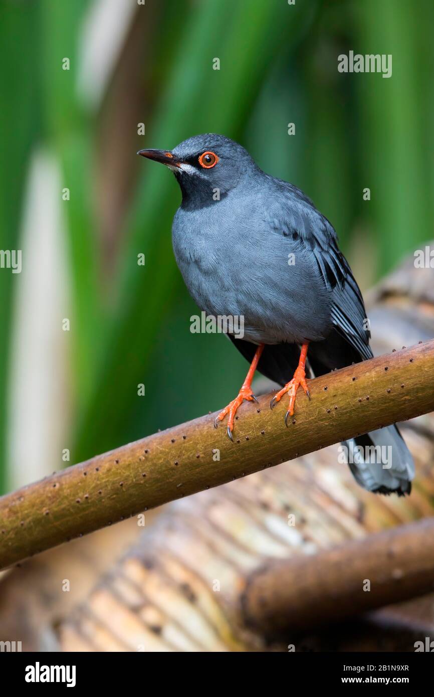 Trush a gambe rosse (Turdus plumbeus), su una recinzione, le Bahamas Foto Stock