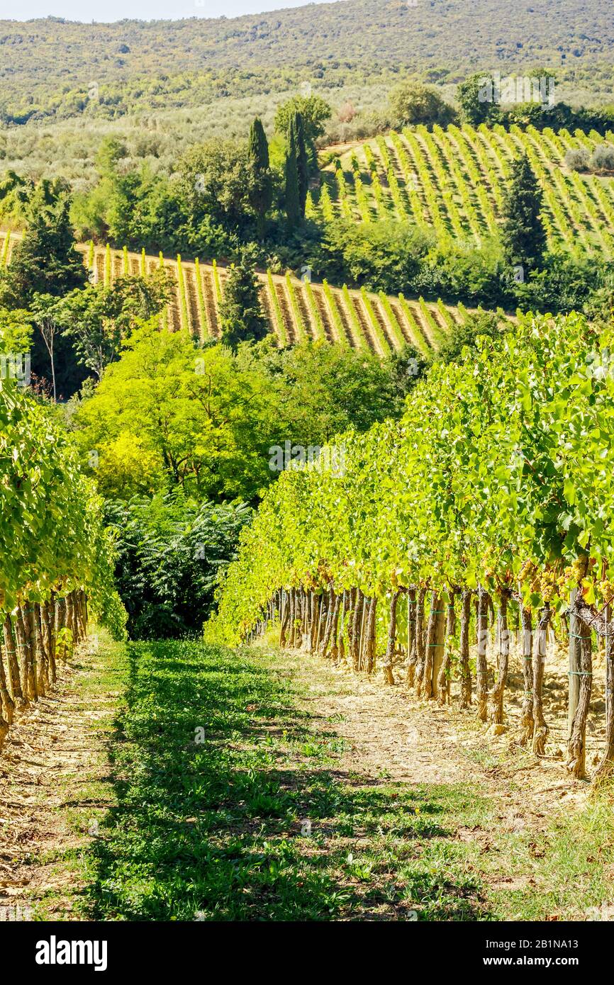 Vitigno, vitigno (Vitis vinifera), zona viticola della Toscana, Italia, Toscana Foto Stock