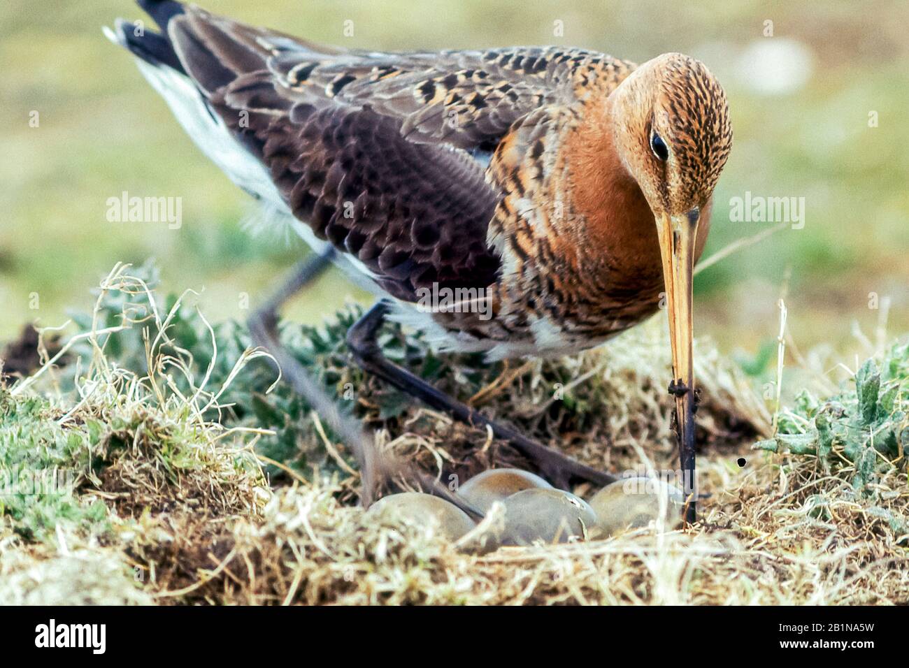 godwit dalla coda nera (Mimosa limosa), maschio con uova in un nido, Paesi Bassi Foto Stock