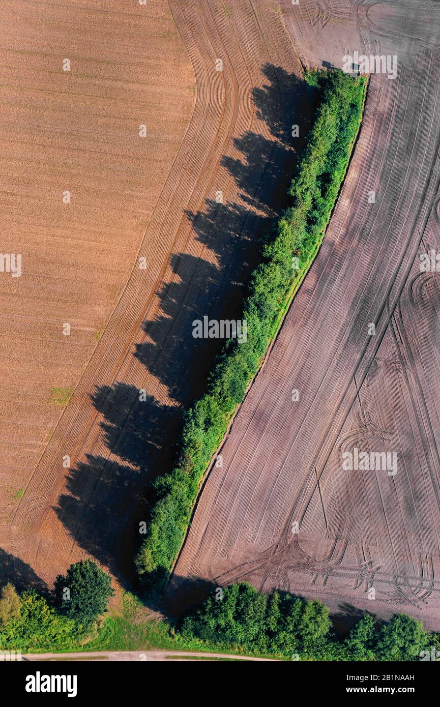 Campo con hedge bank, vista aerea, Germania, Schleswig-Holstein, Mitte Geest Foto Stock