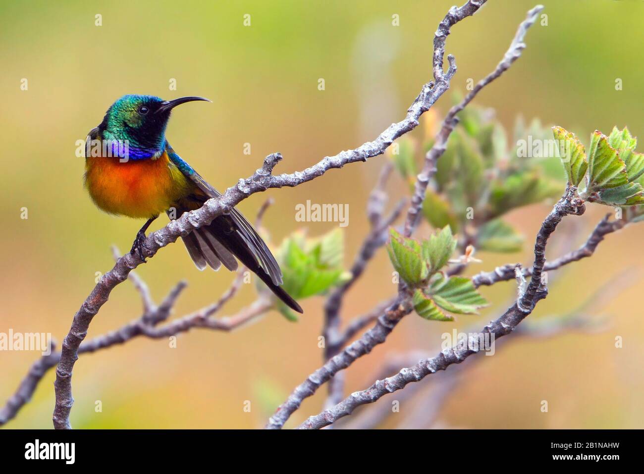 Orangebreasted Sunbird, Arancio-breasted Sunbird (Anthobaphes violacea, Nectarinia violacea), su un ramo, Sud Africa, Fynbos Foto Stock