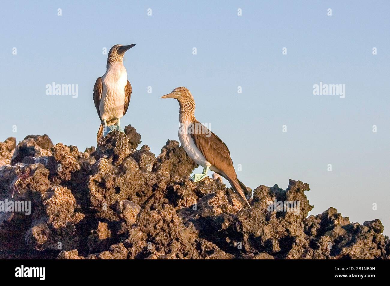 Booby blu-footed (Sula nebouxii), due boobies blu-footed sulle rocce, Ecuador, isole Galapagos, Santa Cruz Foto Stock