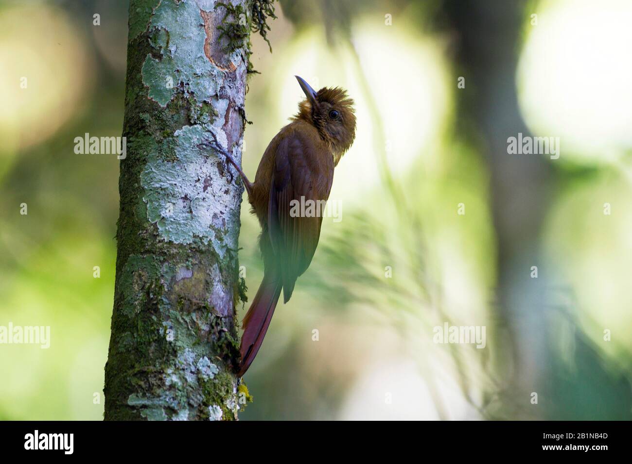 Superiduttore in legno marrone chiaro (Dendrocincla fuliginosa), seduto in un tronco, Sud America Foto Stock