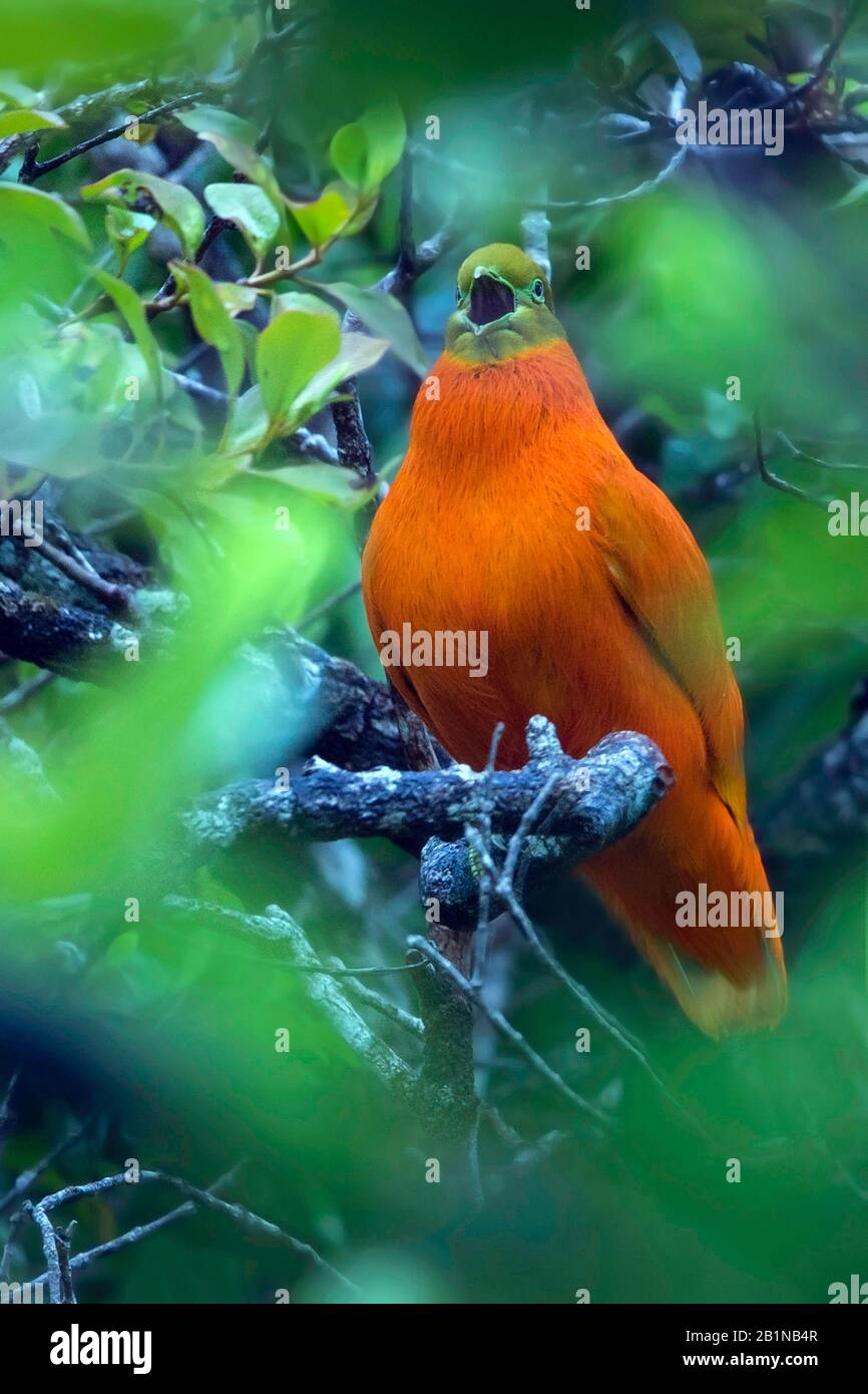 Colomba arancione (Ptilinopus victor), endemica delle foreste di Vanua Levu, Taveuni, Rabi, Kioa, isole Qamea e Laucala, Figi Foto Stock