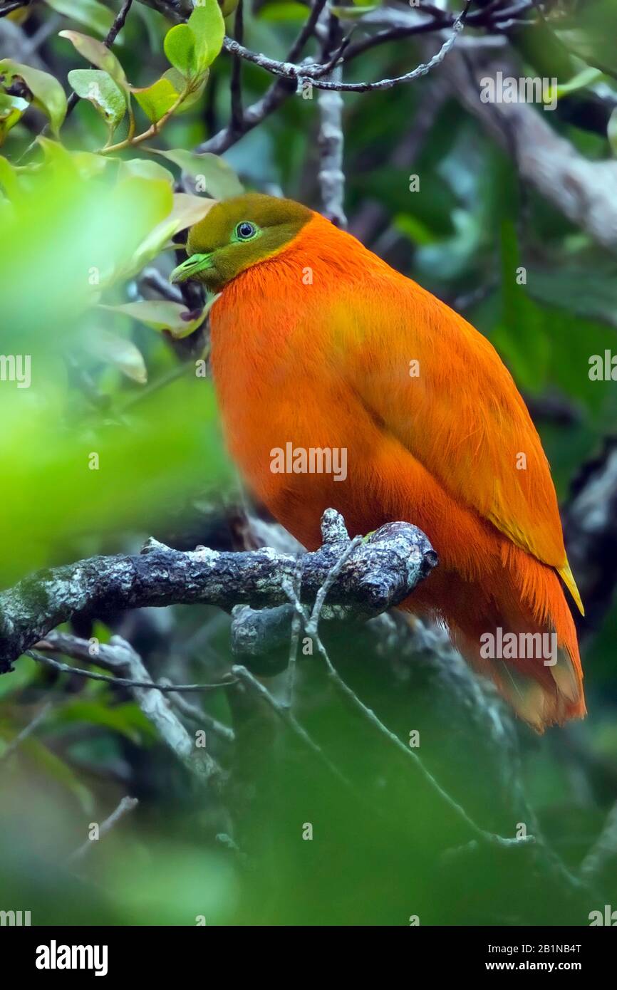 Colomba arancione (Ptilinopus victor), endemica delle foreste di Vanua Levu, Taveuni, Rabi, Kioa, isole Qamea e Laucala, Figi Foto Stock