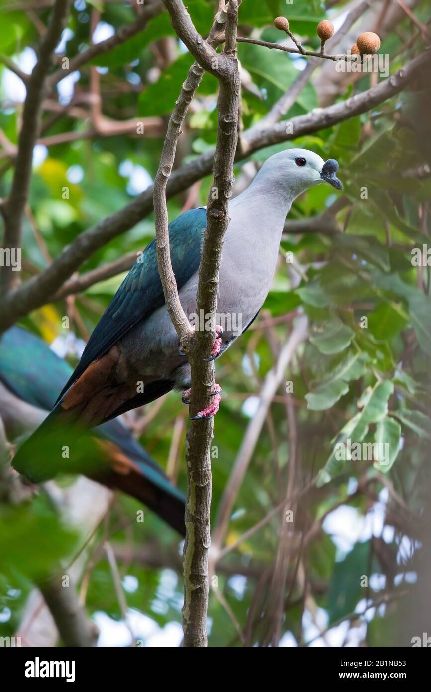 Piccione del Pacifico (Ducula pacificica), specie diffuse di piccione nella regione delle isole del Pacifico, Ozeania Foto Stock