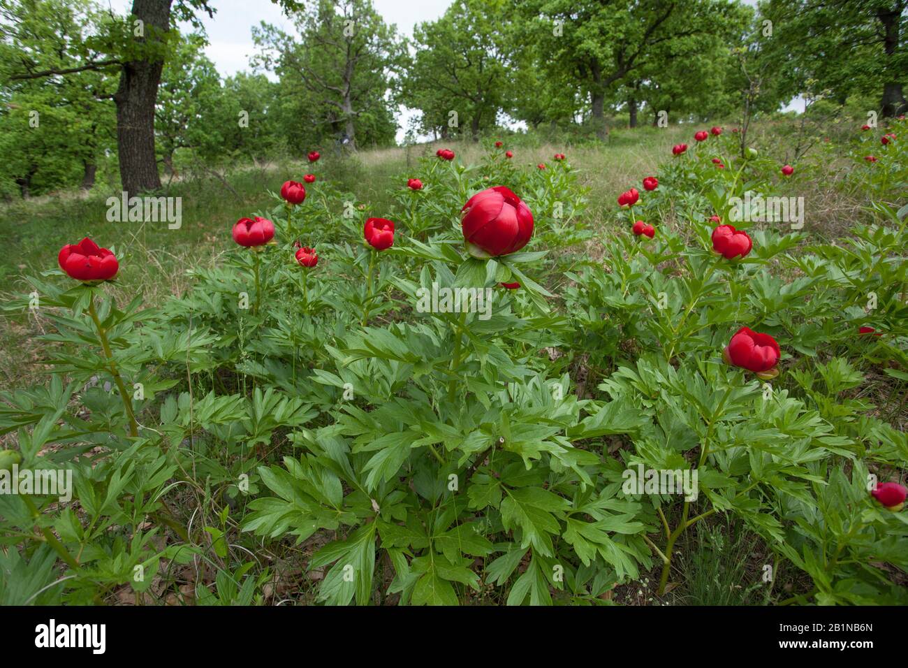 Peony (Paeonia peregrina), fioritura, Romania Foto Stock