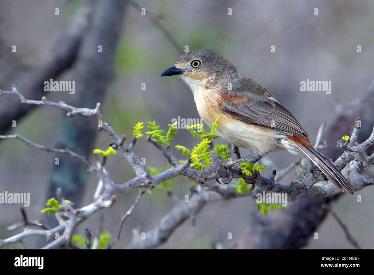 Vanga con spalla rossa (Calicalicus rufocarpalis), endemico del Madagascar sud-occidentale Foto Stock