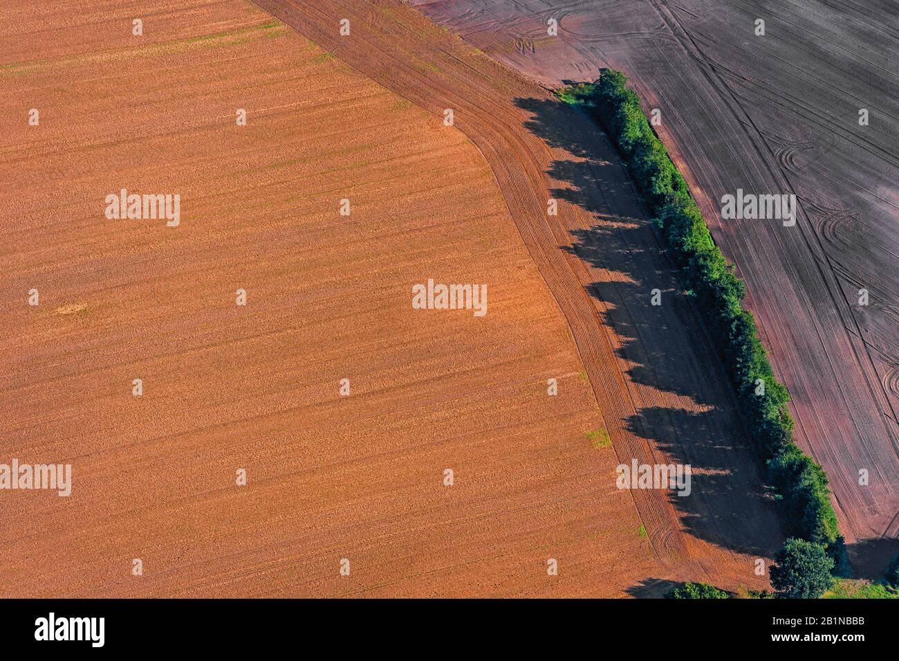 Campo con hedge bank, vista aerea, Germania, Schleswig-Holstein, Mitte Geest Foto Stock