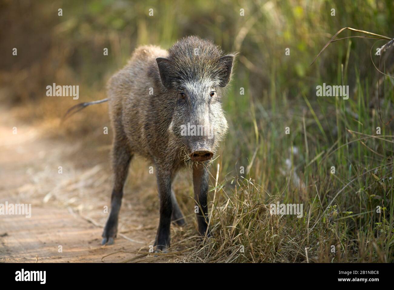 Cinghiale, maiale, cinghiale (Sus scrofa), cinghiale giovane su un sentiero forestale, India Foto Stock